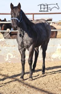 Hancocks Blu Babe's 2018 Roan Filly
